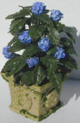 Hydrangea Bush